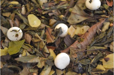 Italienischer Gewürztee